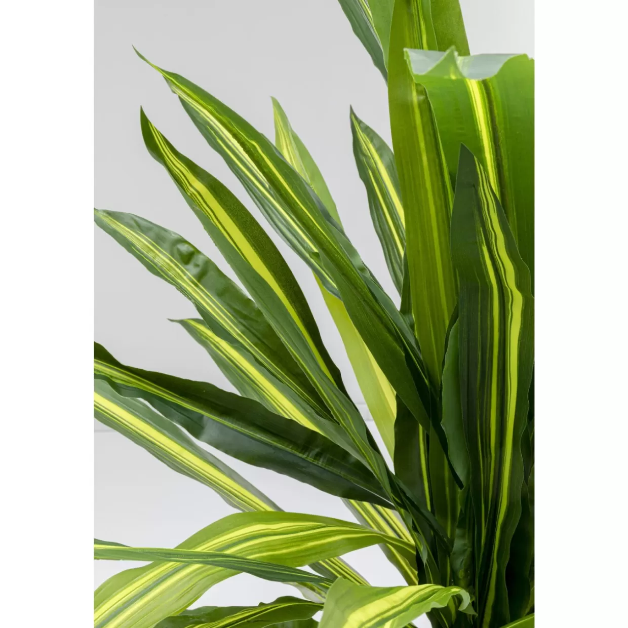 KARE Design - Decorazioni per la Casa e Originali Regali | Pianta Artificiale Dracaena Fragrans 
