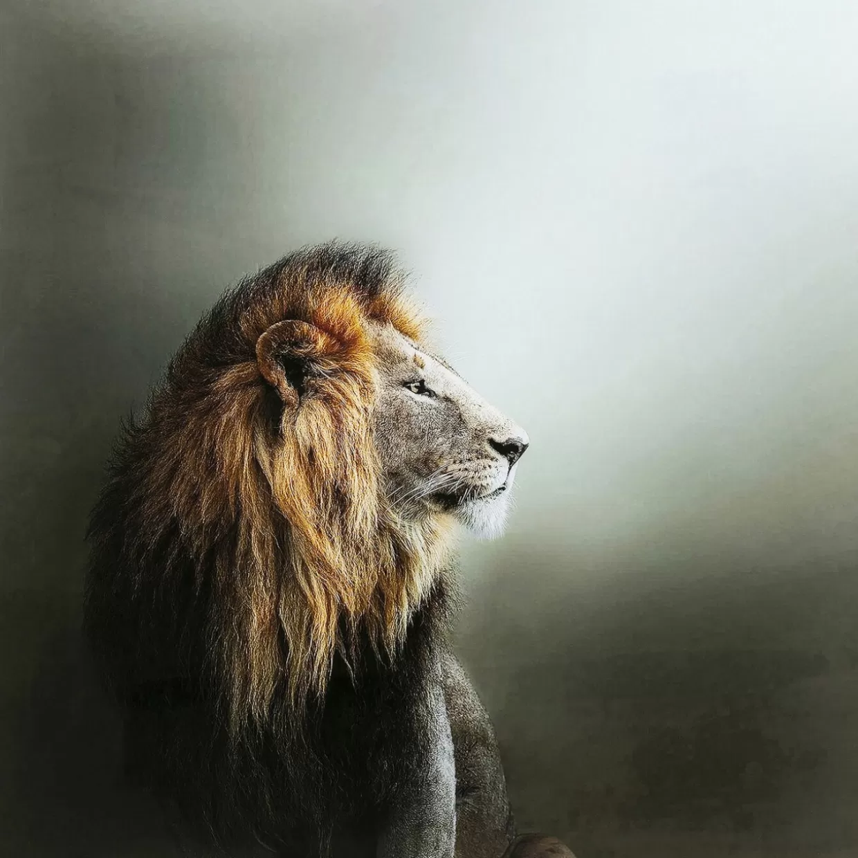 Quadro Decorativo Lion King in Vetro 100x100 cm - Stampa Artistica KARE Design